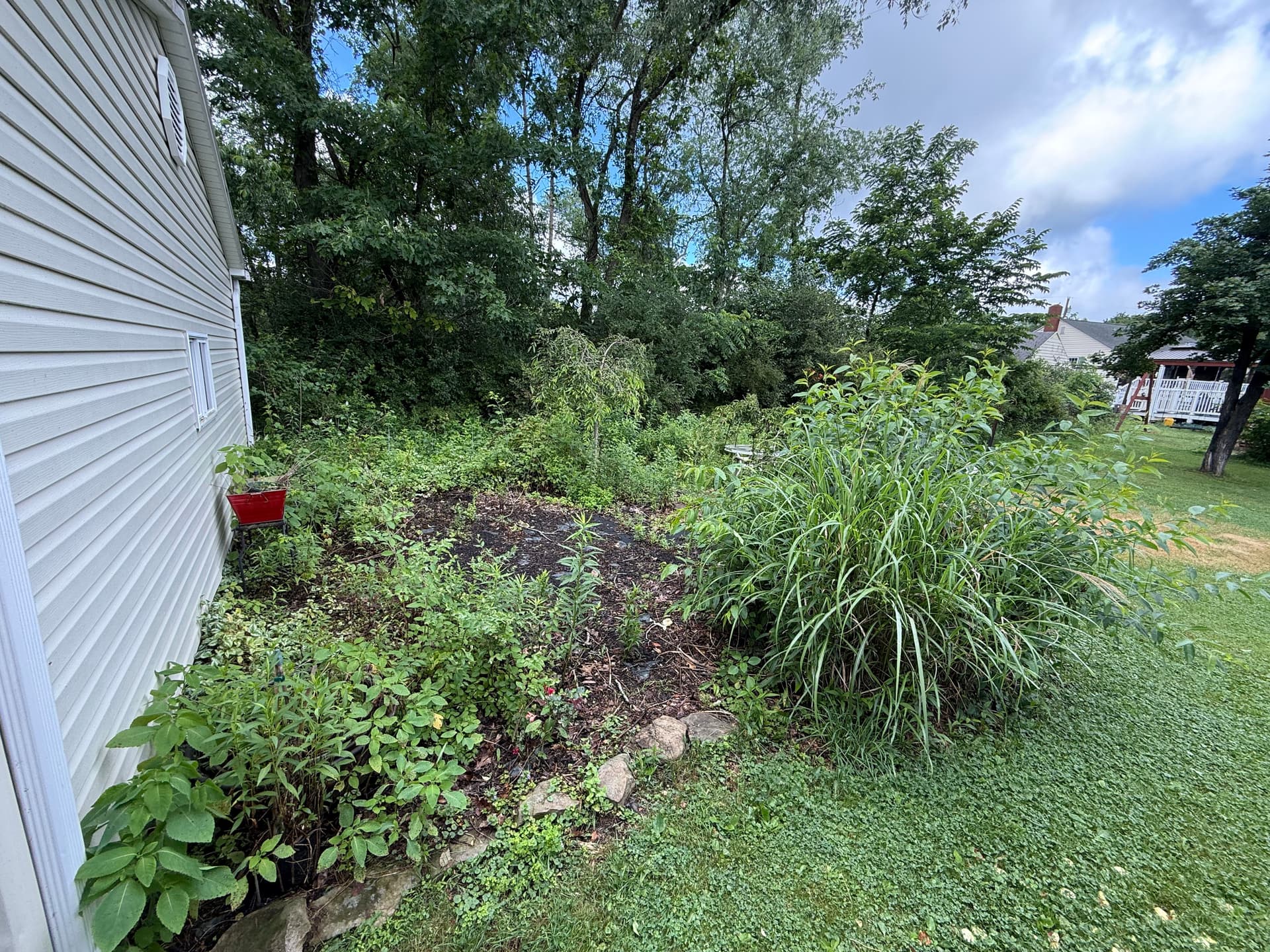 Gallery photos for Overgrown Backyard Brush Clearing Before and After: Image #4