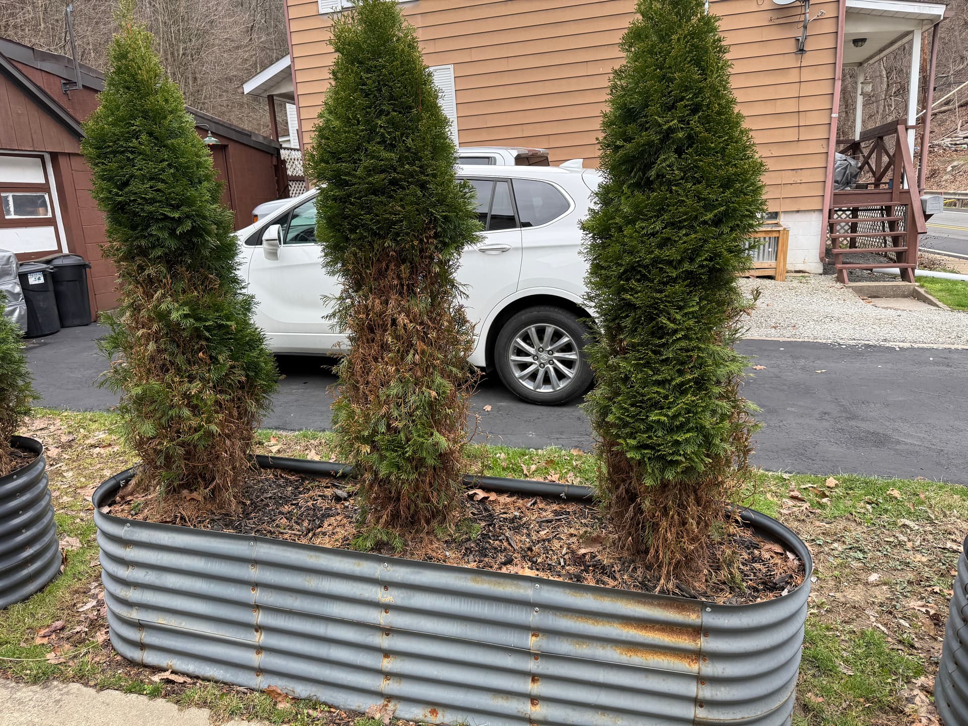 Gallery photos for Raised Bed Replant Swaps Dying Arborvitae for Low-Maintenance Color: Image #3