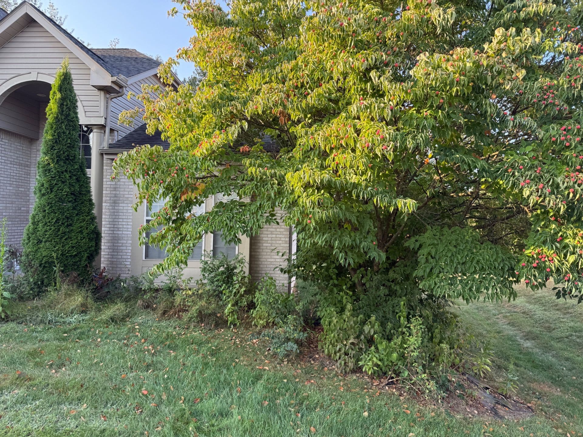 Lawn Transformation in Sarver PA