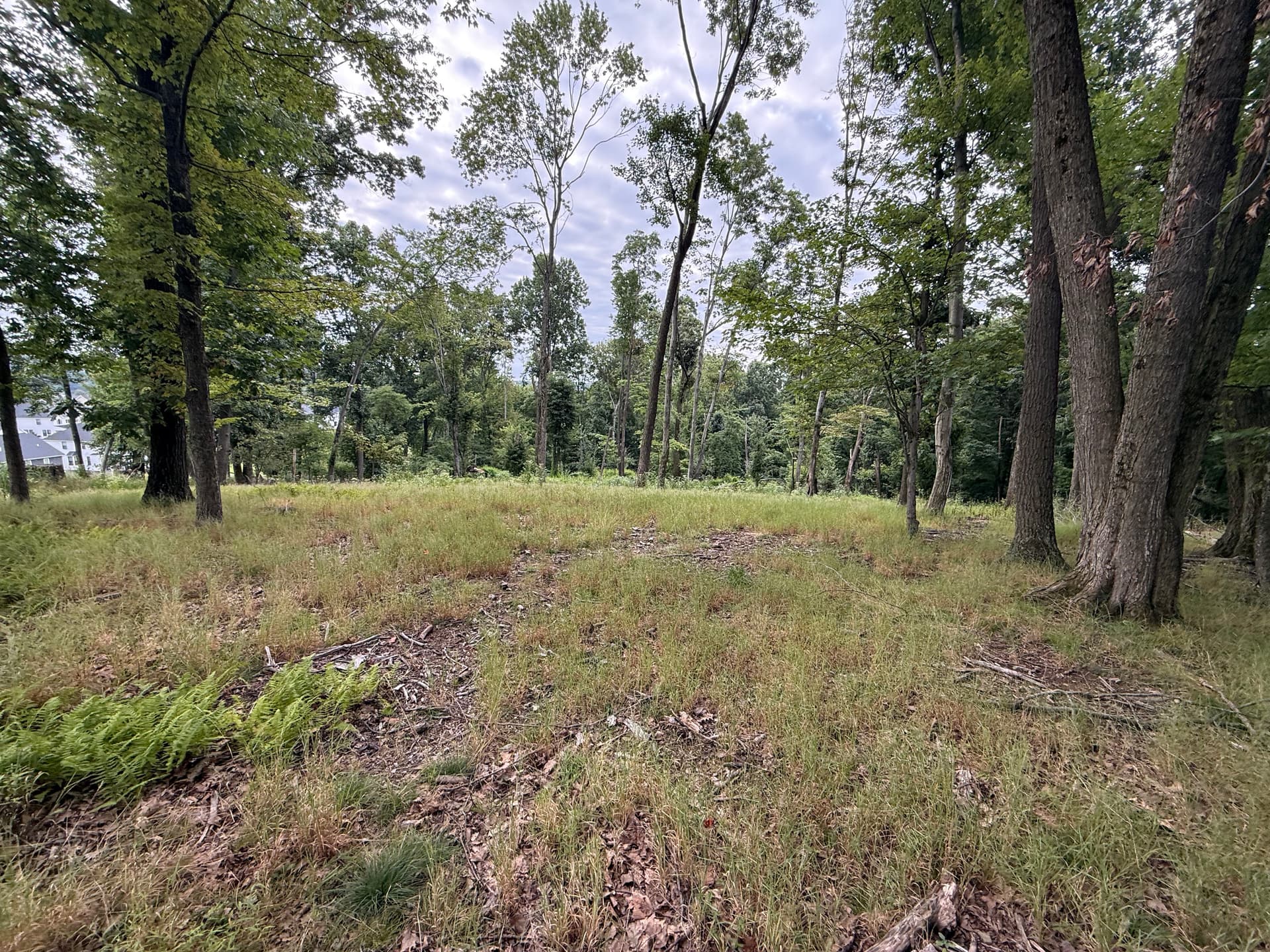 Land Clearing Done Right for a Wildlife Food Plot image