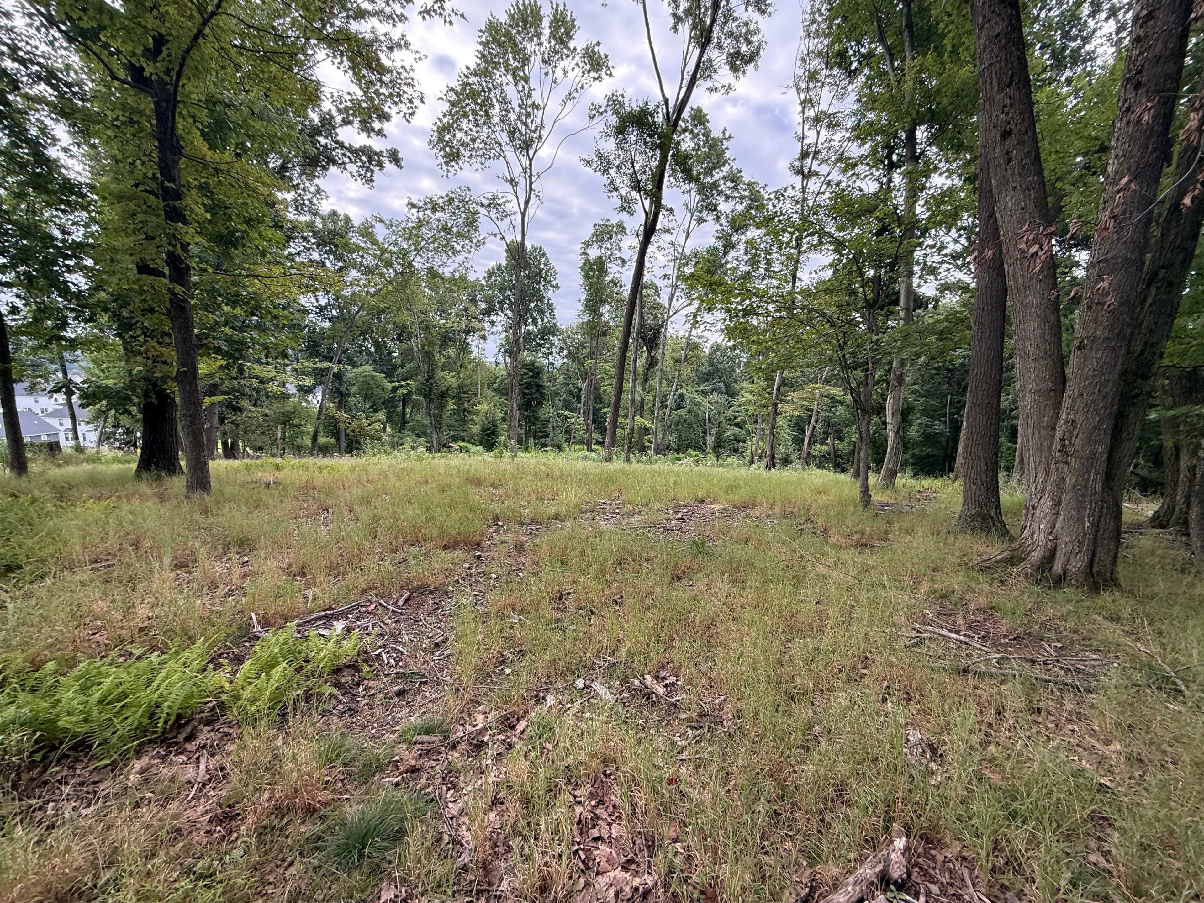 Project Land Clearing Done Right for a Wildlife Food Plot image