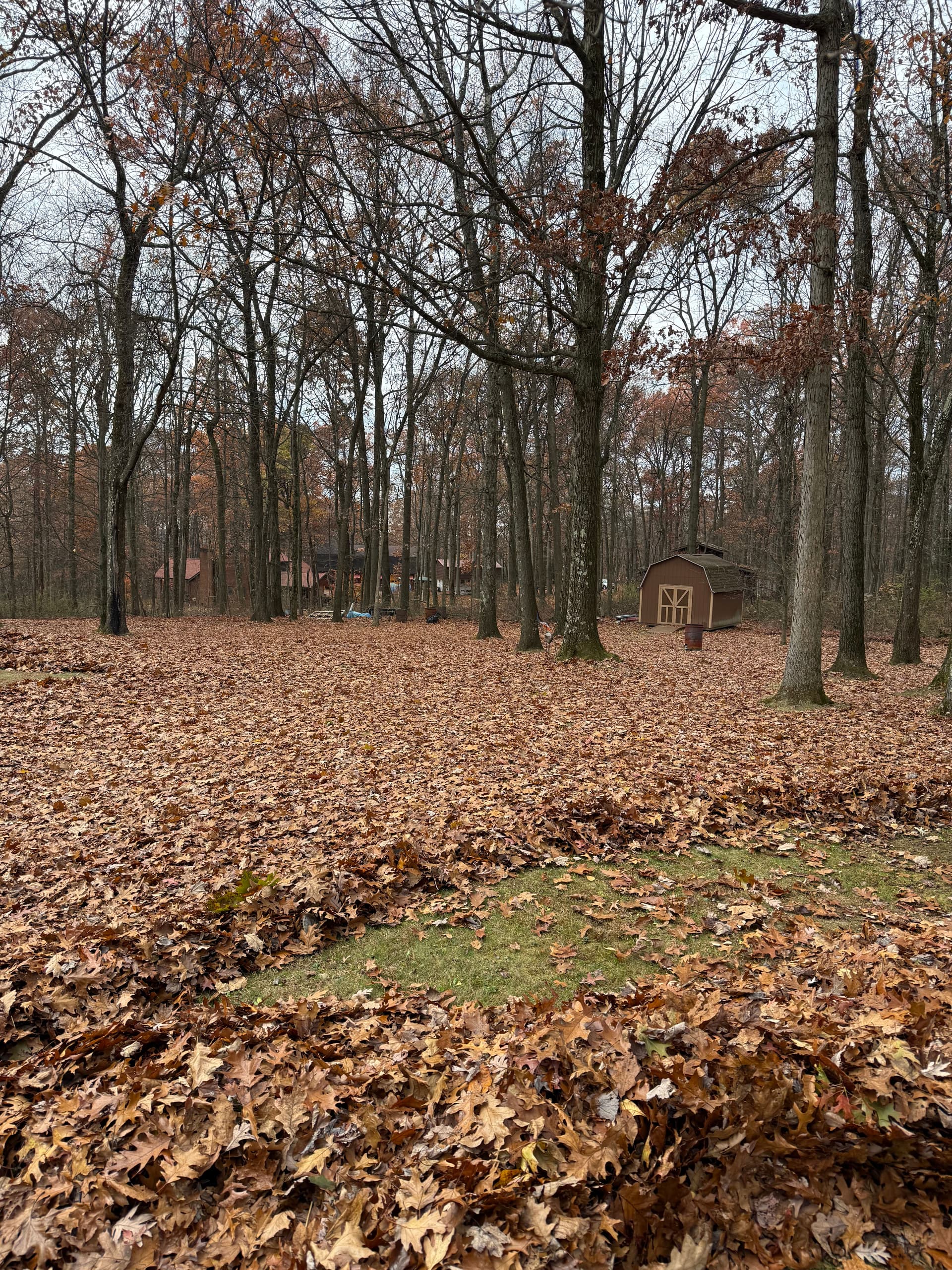 Gallery photos for Leaf Removal Made Easy: Image #4