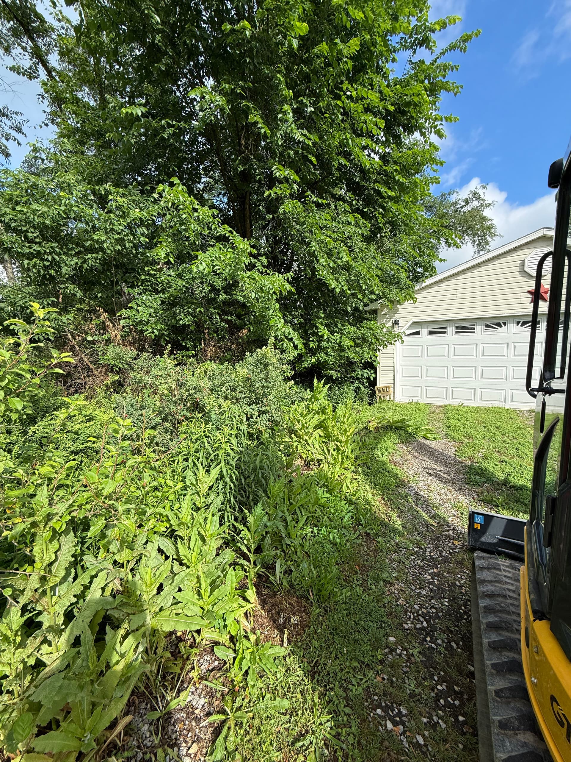 Overgrown Backyard Brush Clearing Before and After image
