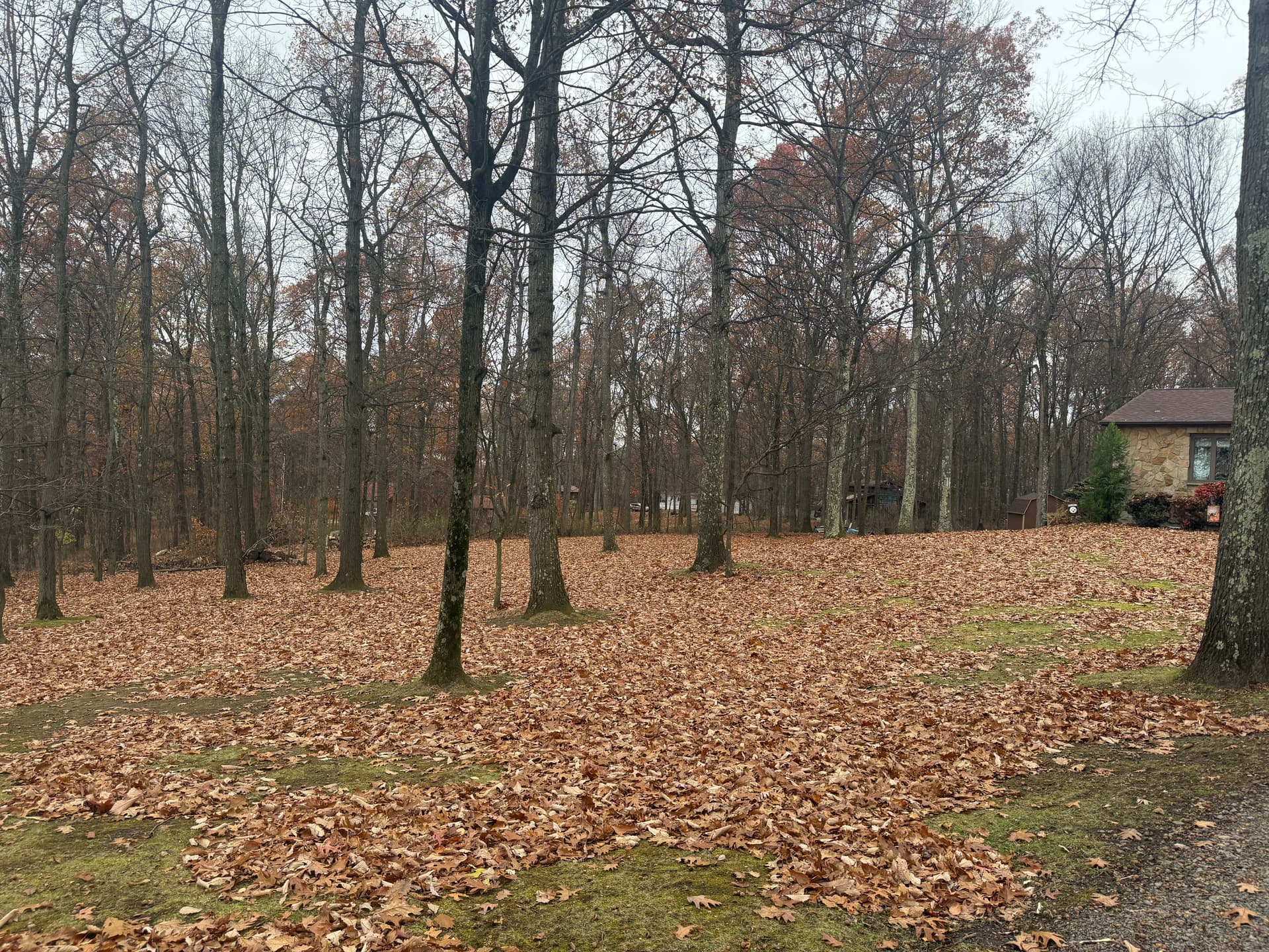 Leaf Removal Made Easy image