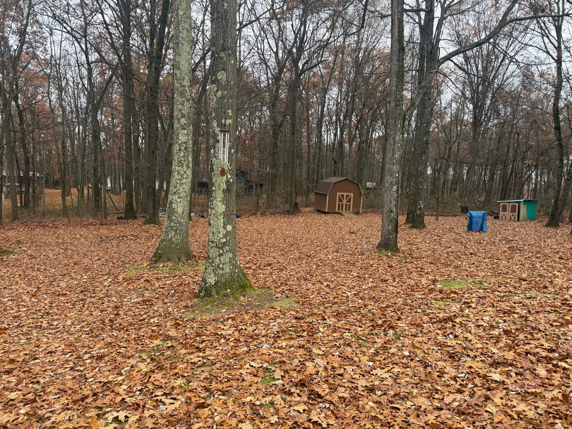 Gallery photos for Leaf Removal Made Easy: Image #2