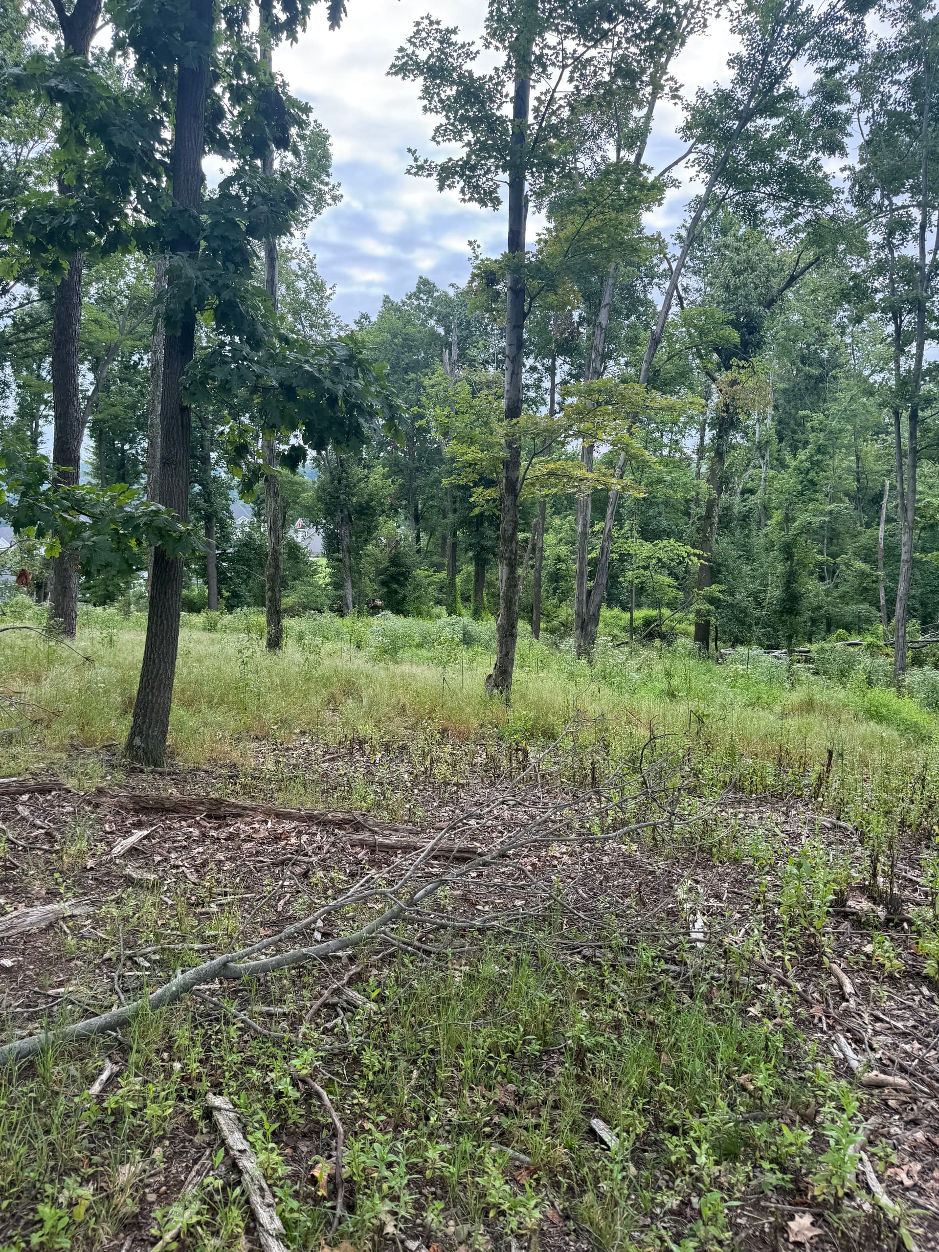 Gallery photos for Land Clearing Done Right for a Wildlife Food Plot: Image #3