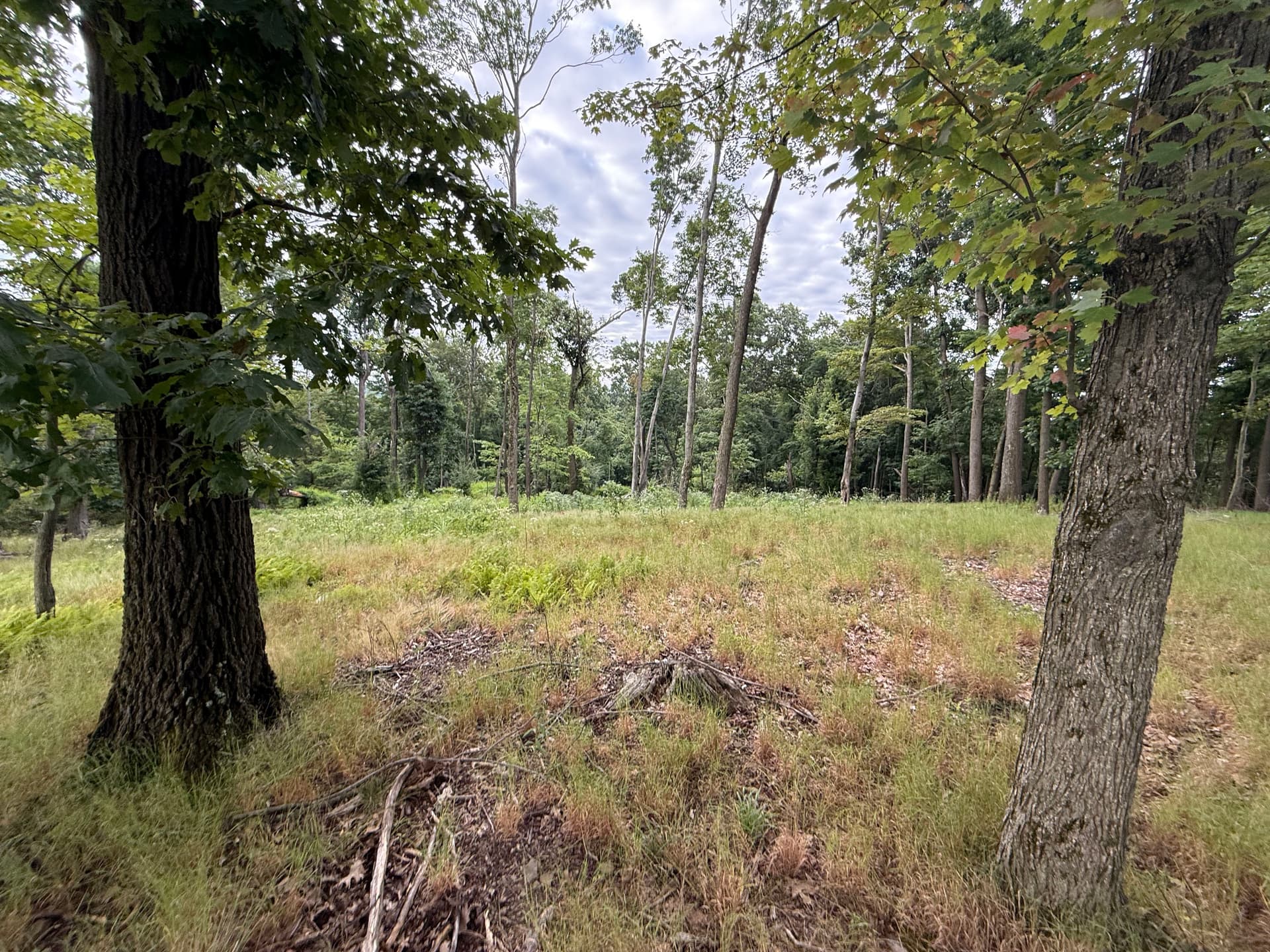 Gallery photos for Land Clearing Done Right for a Wildlife Food Plot: Image #1