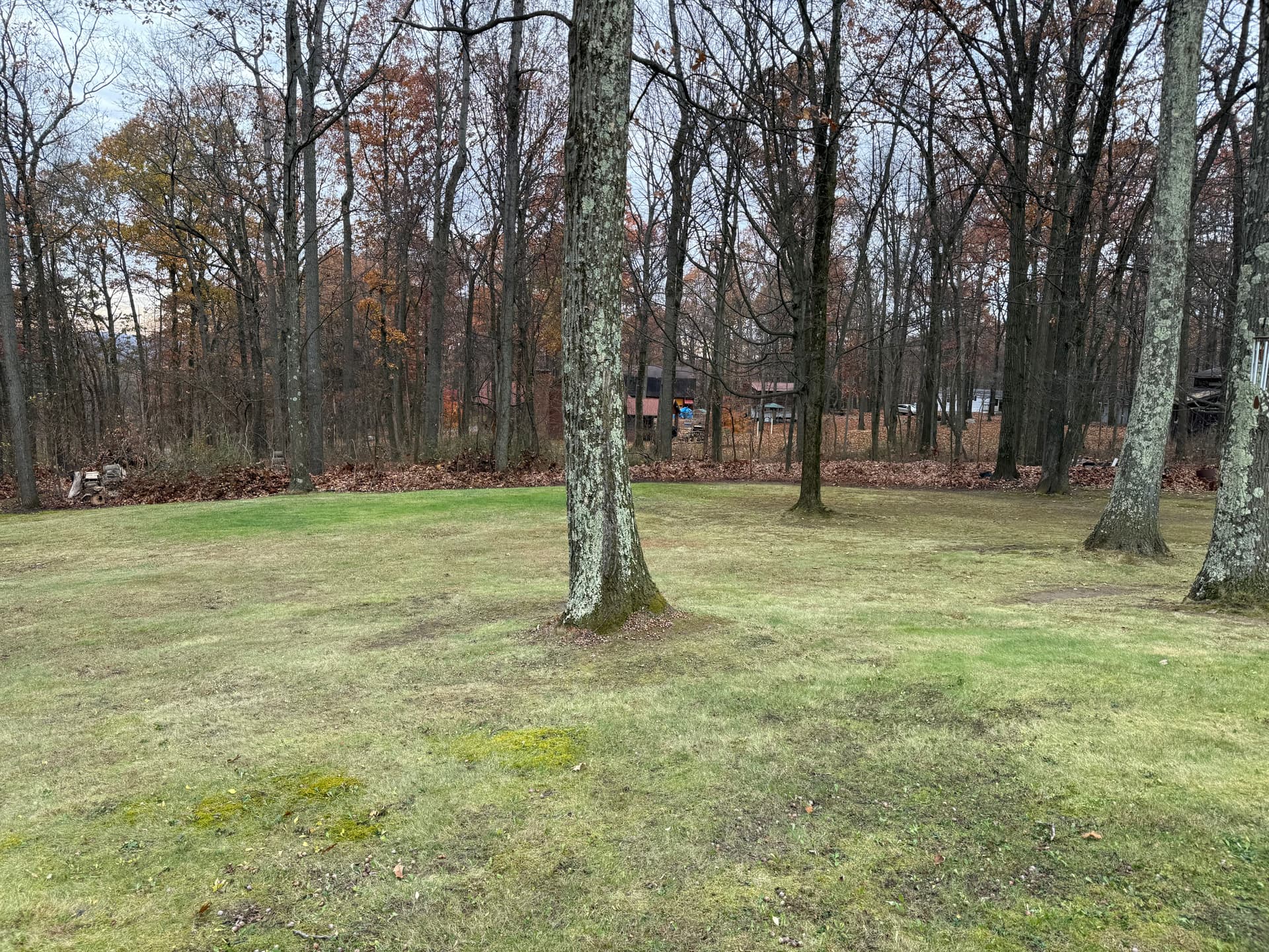 Gallery photos for Leaf Removal Made Easy: Image #5