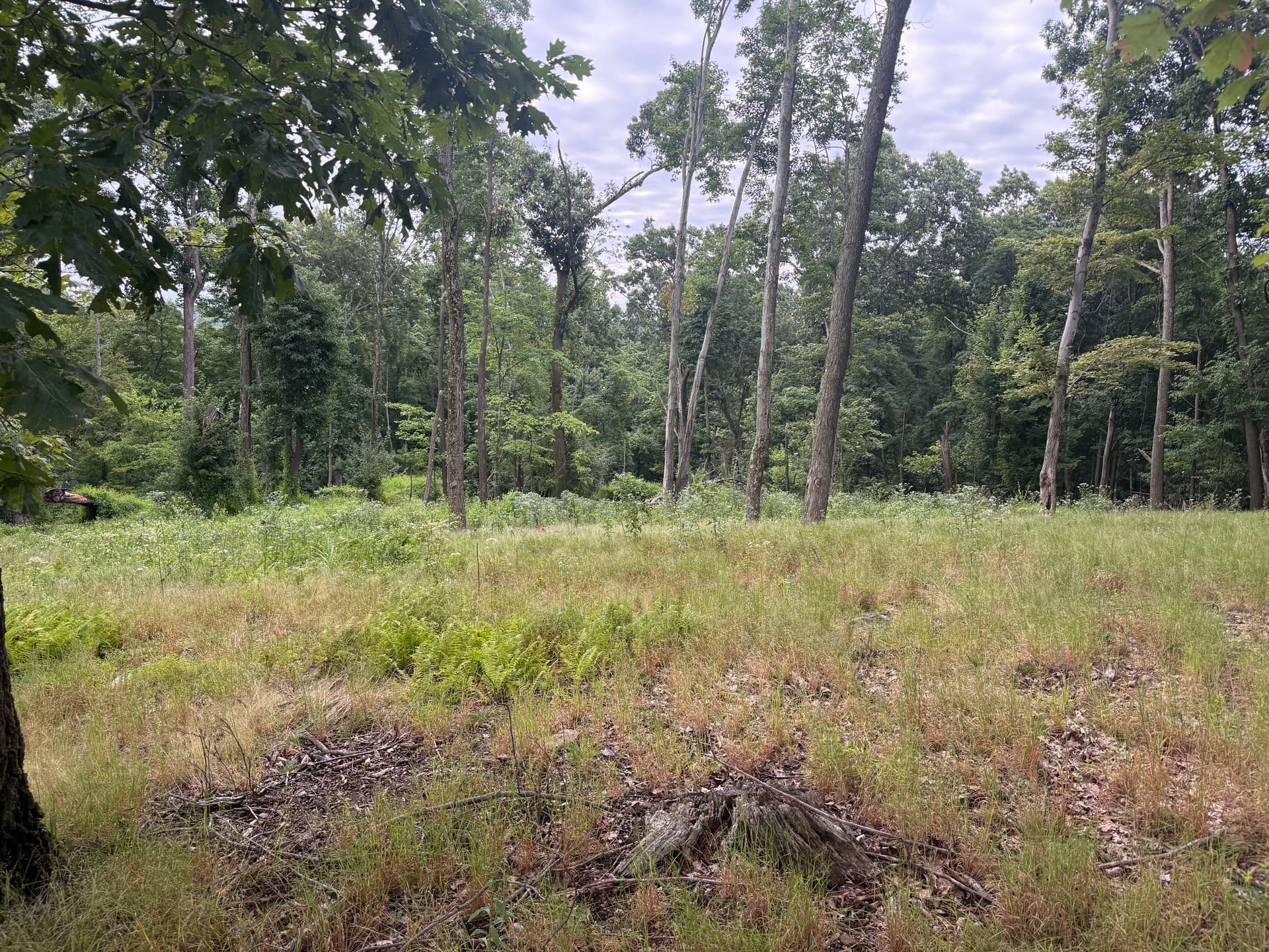Gallery photos for Land Clearing Done Right for a Wildlife Food Plot: Image #2