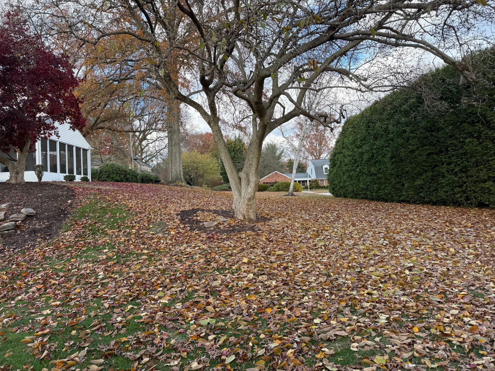 Gallery photos for Effortless Leaf Clean Up with Total Landscaping Concepts: Image #2