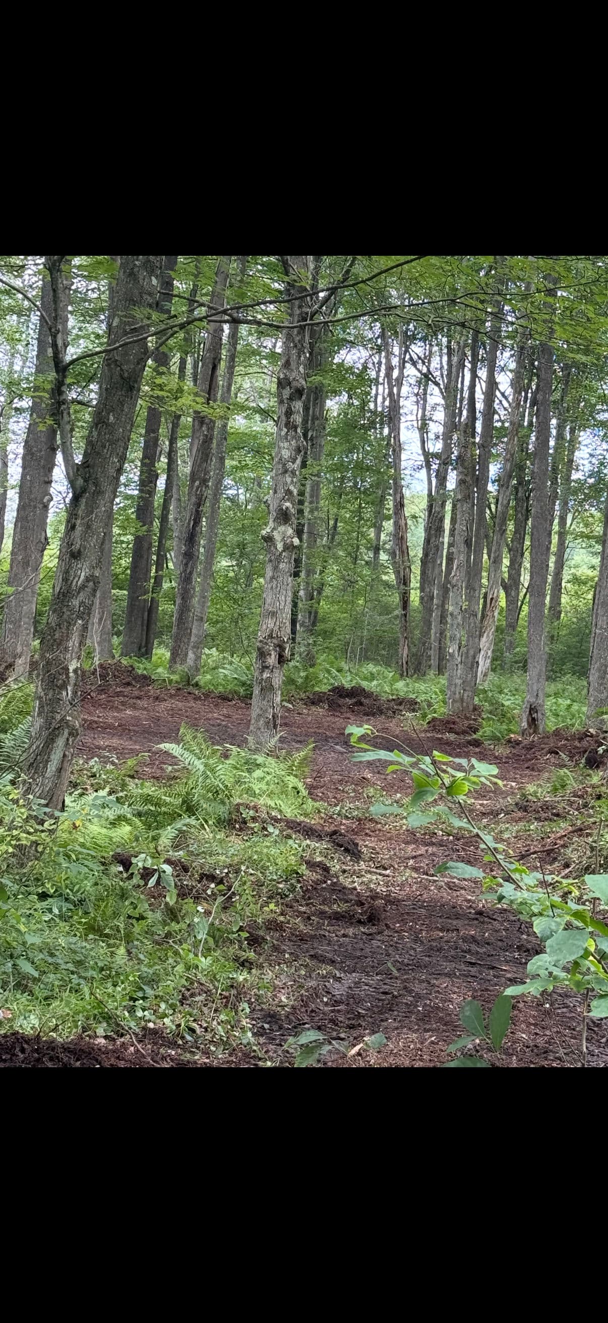 Gallery photos for Land Clearing and Wildlife Food Plot Installation Done Right: Image #4